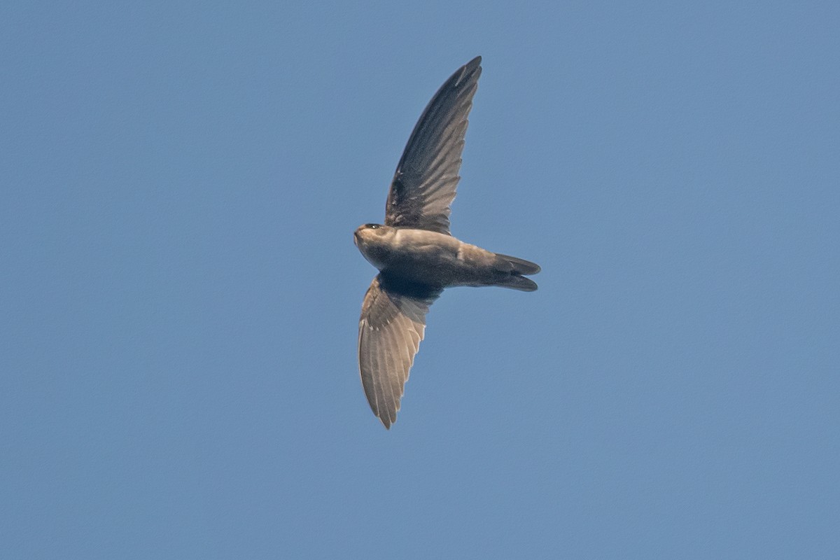 Indian Swiftlet - ML621462557