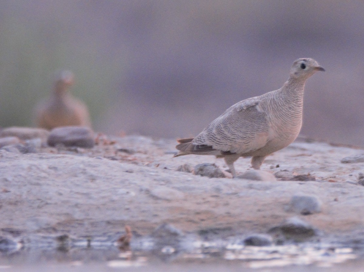 Lichtenstein's Sandgrouse - ML621462562