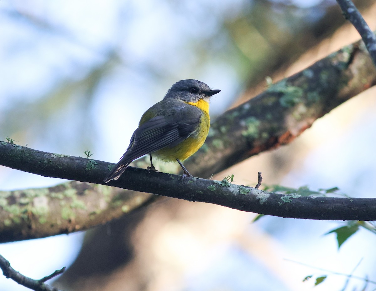 Eastern Yellow Robin - ML621462563