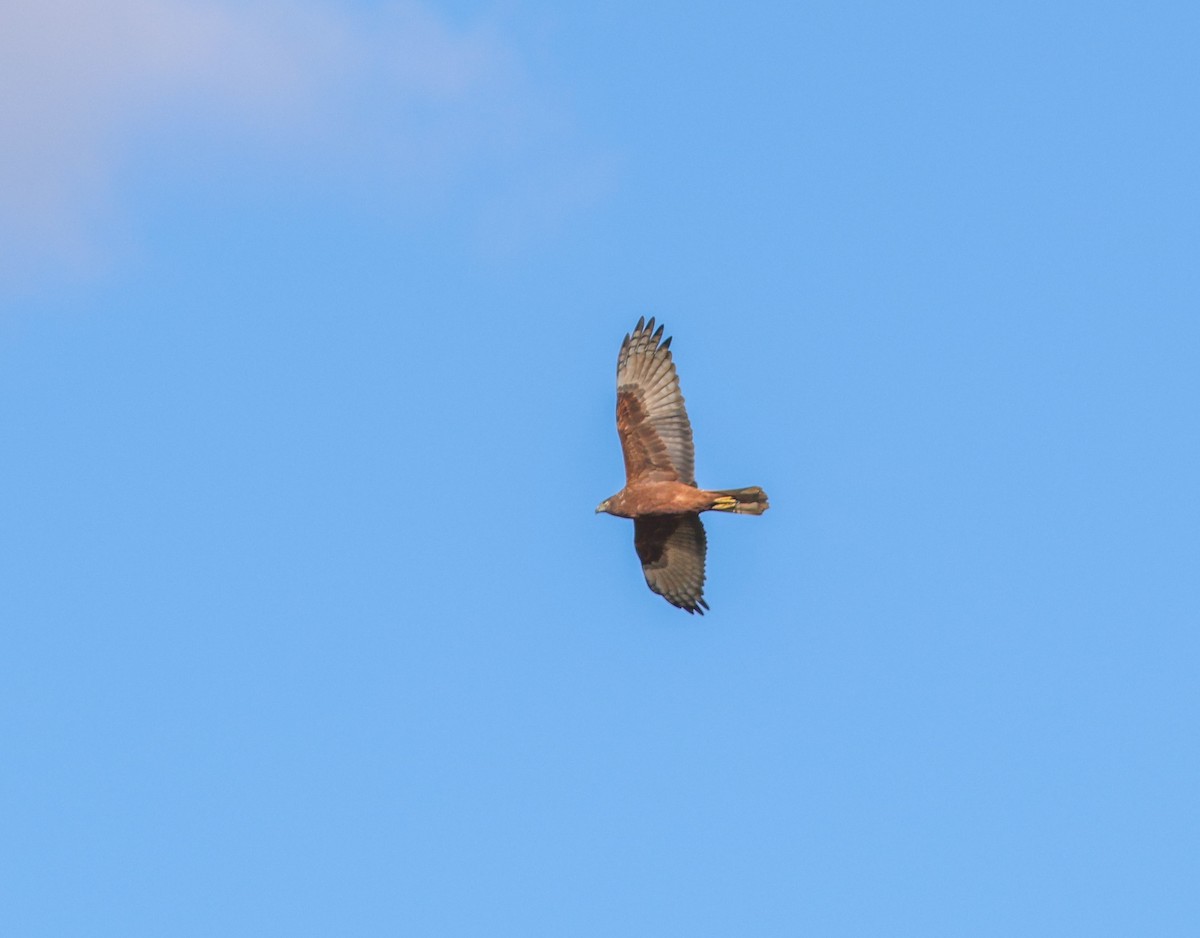 Swamp Harrier - ML621462579