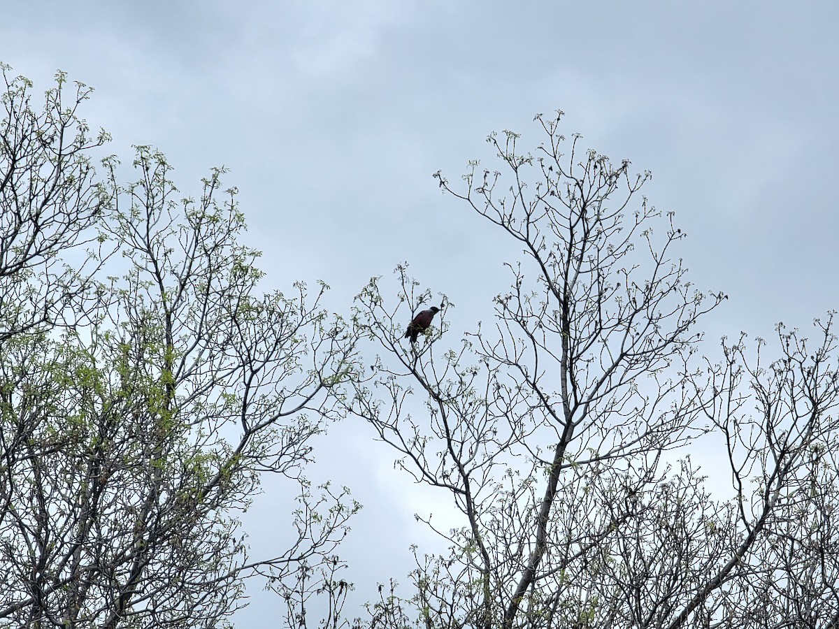 Lewis's Woodpecker - ML621462615