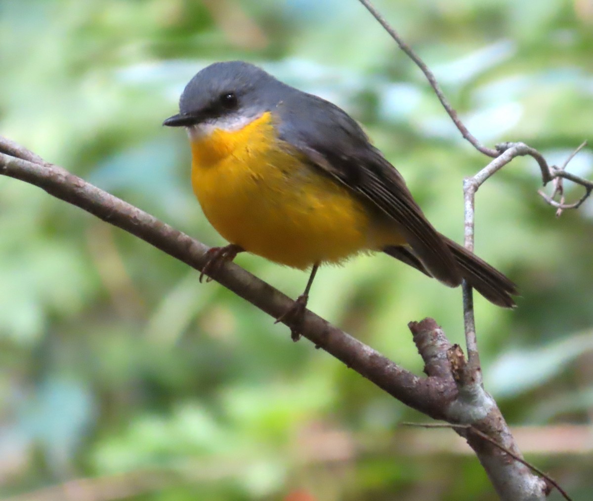 Eastern Yellow Robin - ML621462631