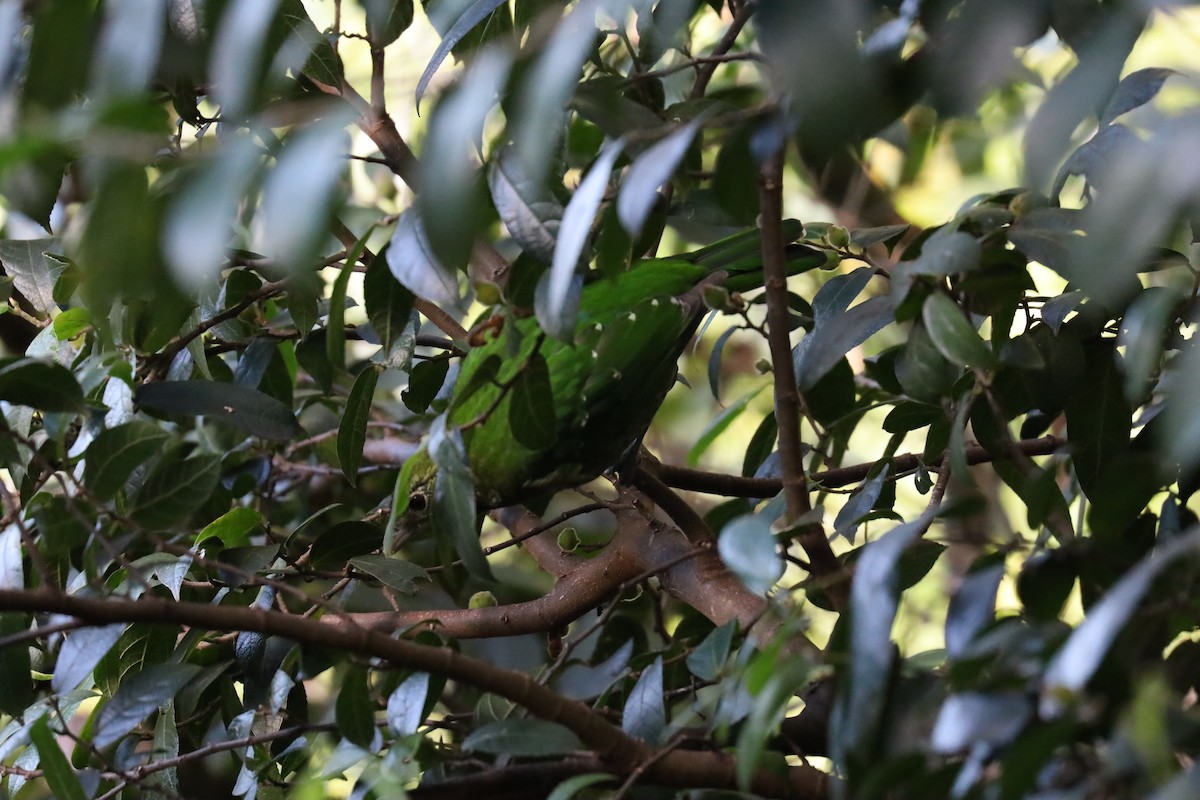 Green Catbird - ML621462643