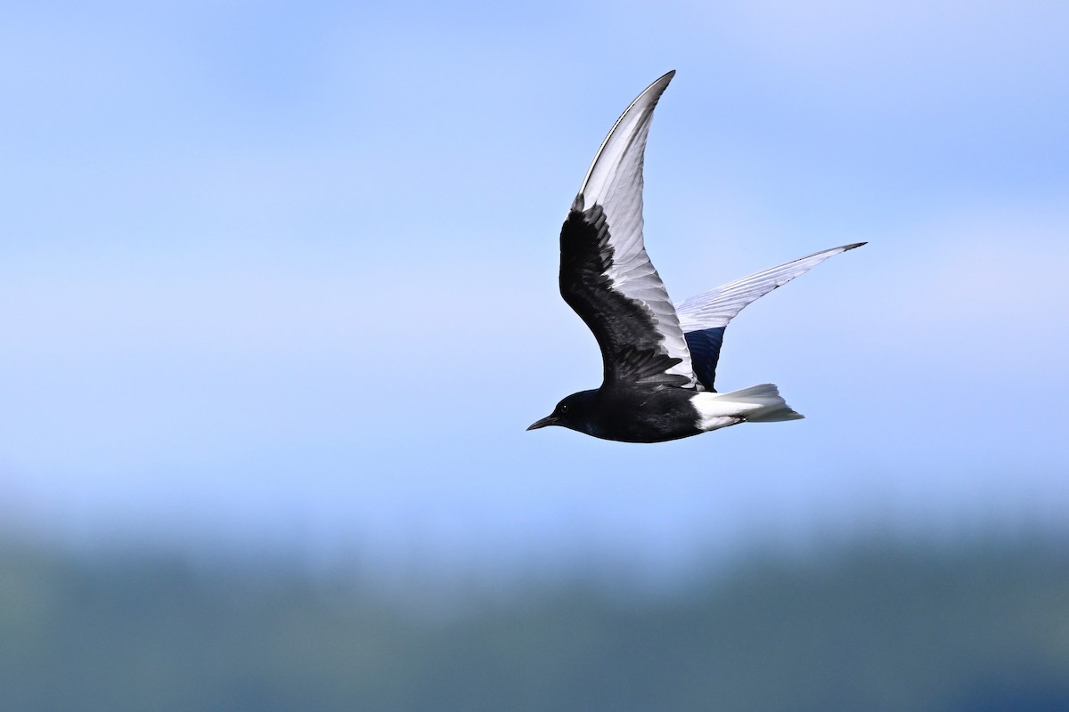 White-winged Tern - ML621462670