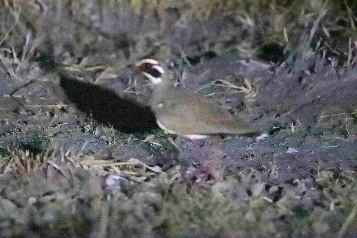 Bronze-winged Courser - ML621462724