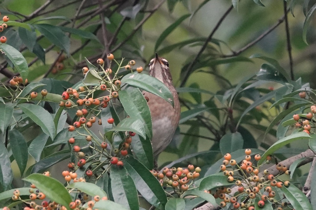 Eyebrowed Thrush - ML621462769