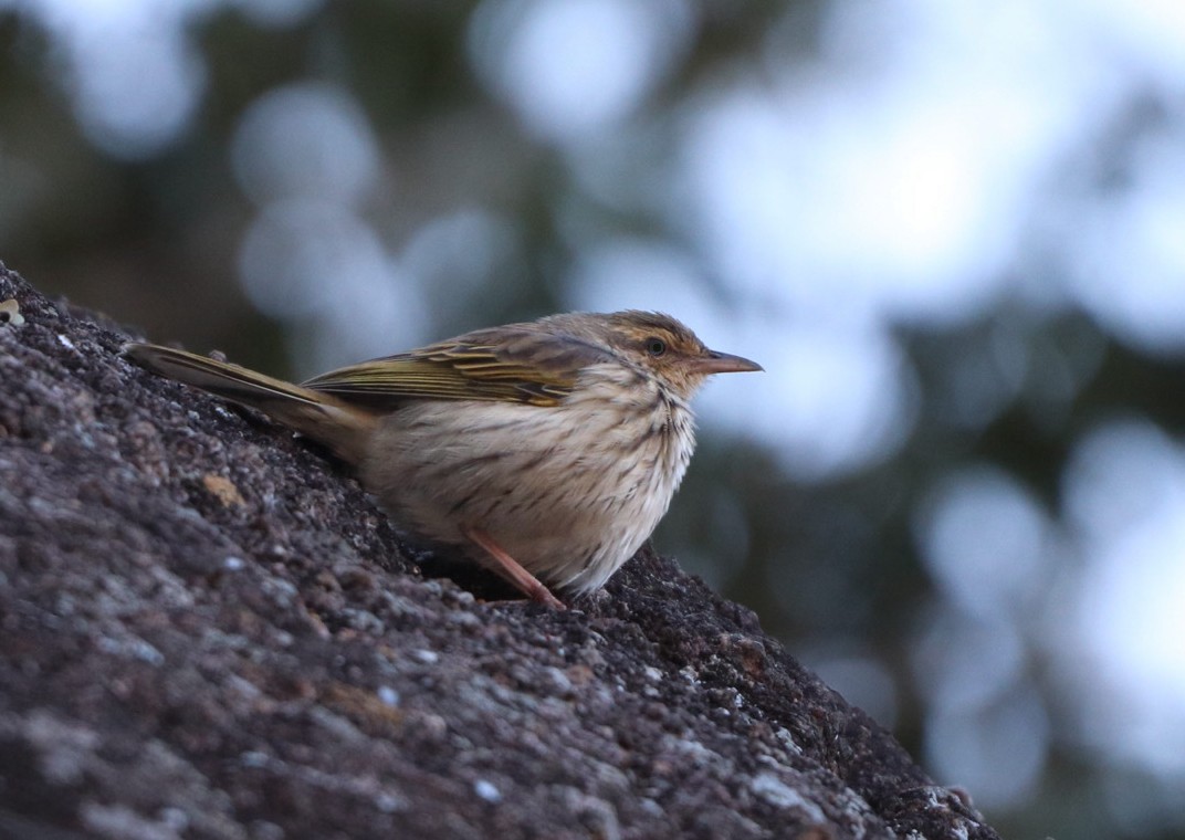 Striped Pipit - ML621462774