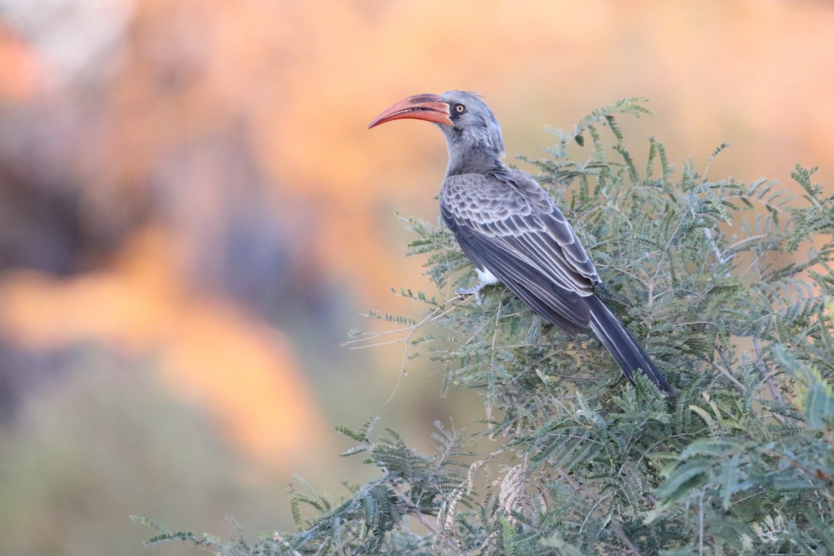 Bradfield's Hornbill - ML621462834