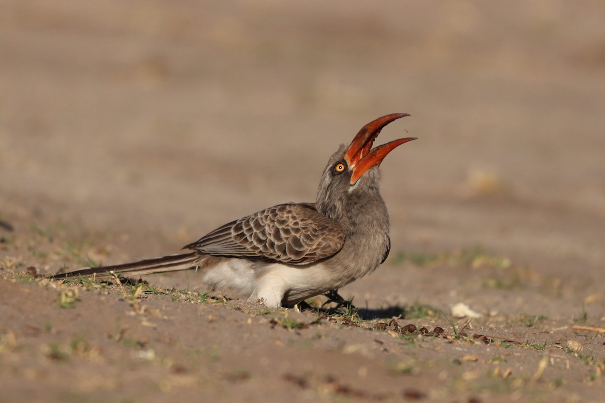 Bradfield's Hornbill - ML621462835