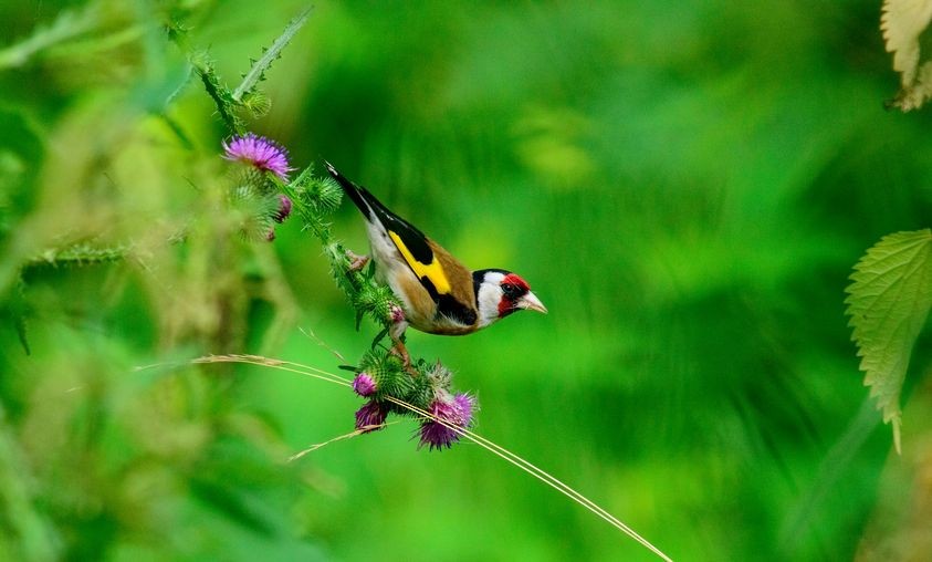 European Goldfinch - ML621462934