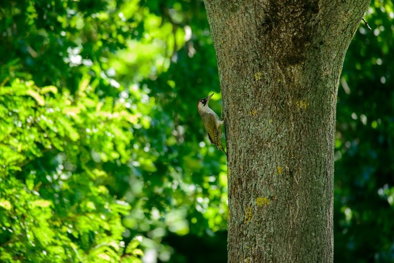 Eurasian Green Woodpecker - ML621462938