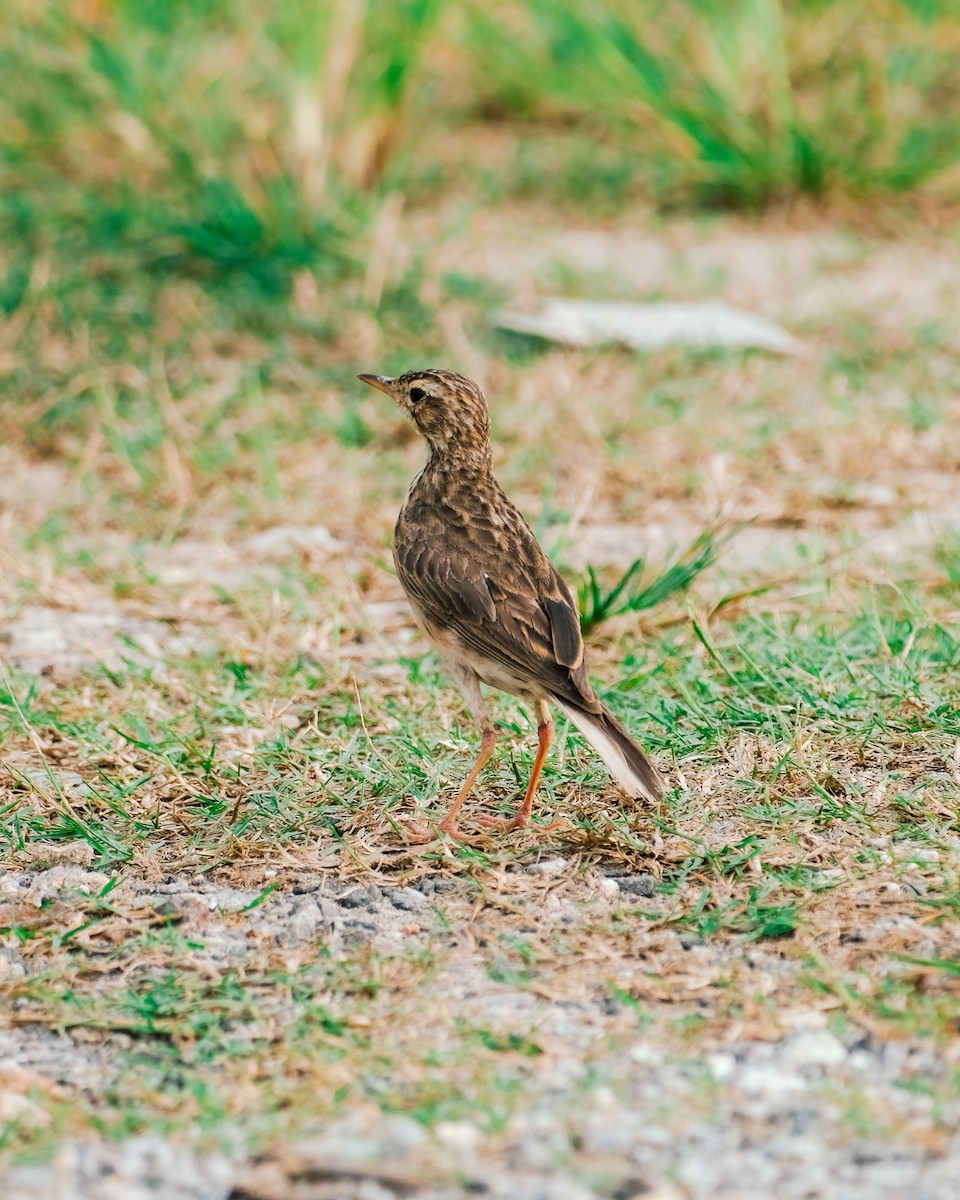 Paddyfield Pipit - ML621463099