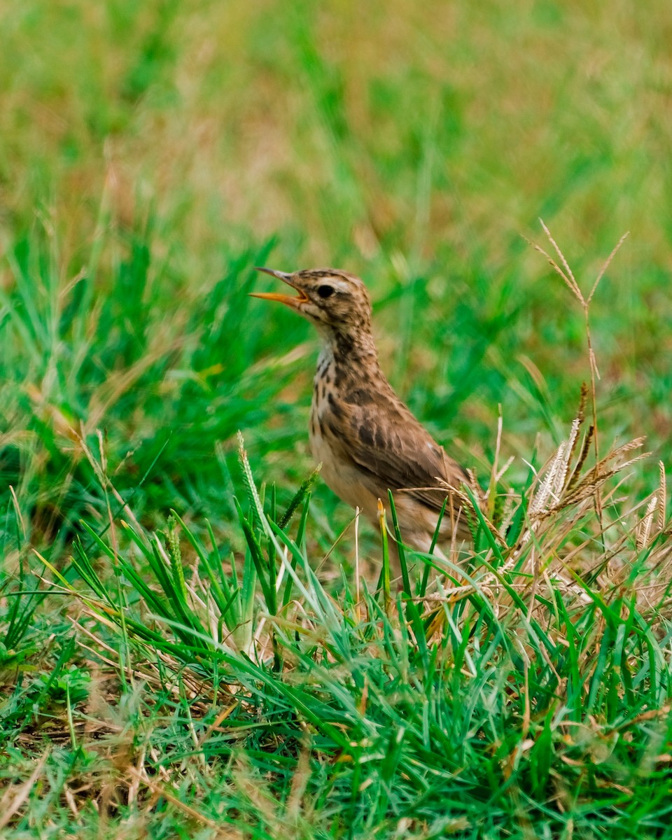 Paddyfield Pipit - Abdul Hakim Hatta