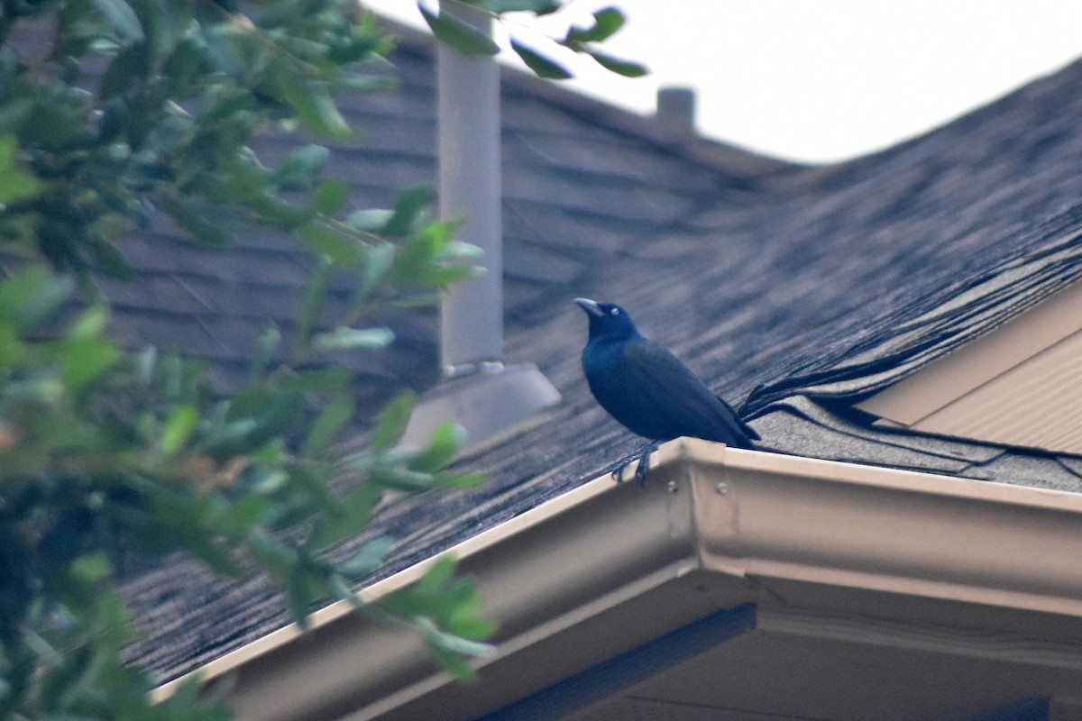 Common Grackle - ML621463172