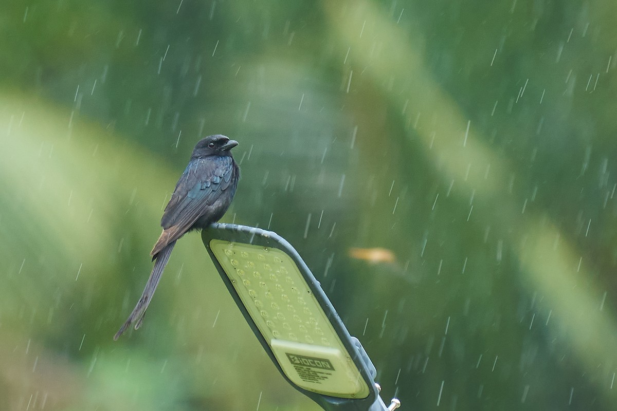 Black Drongo - ML621463178