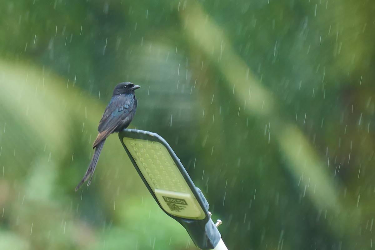 Black Drongo - ML621463179