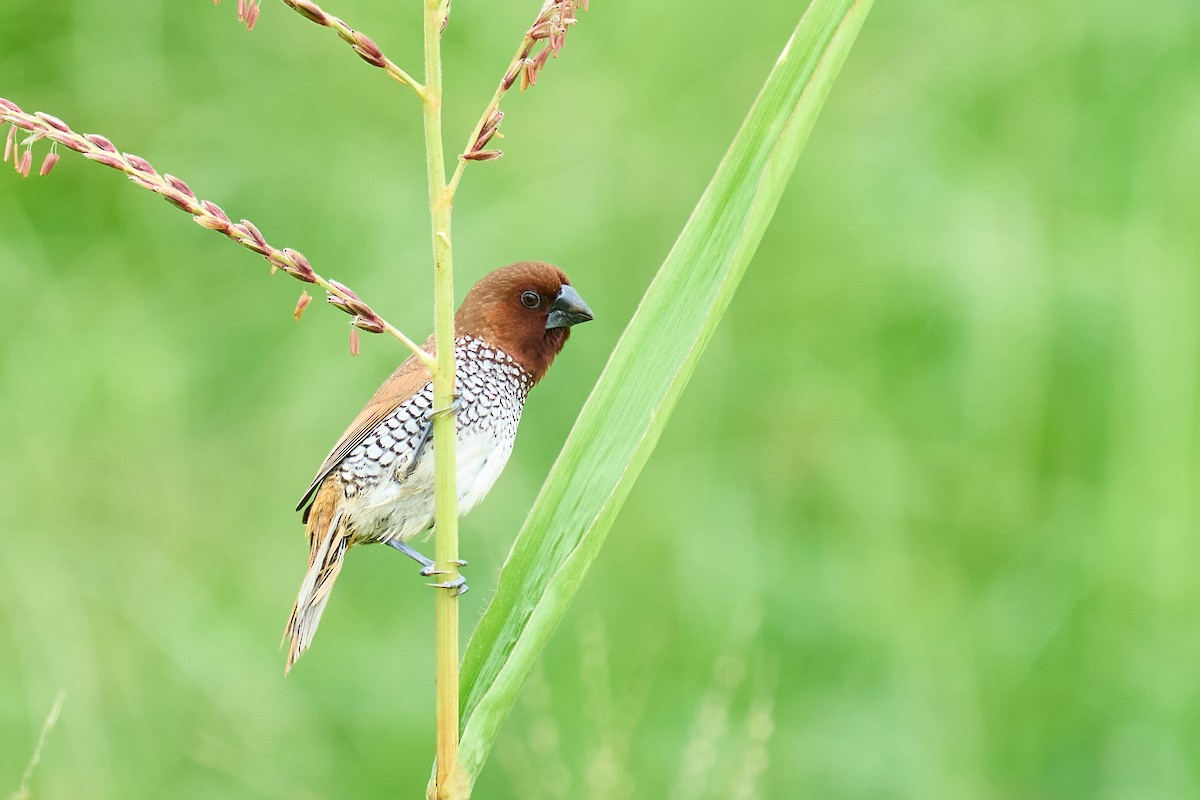 Scaly-breasted Munia - Raghavendra  Pai