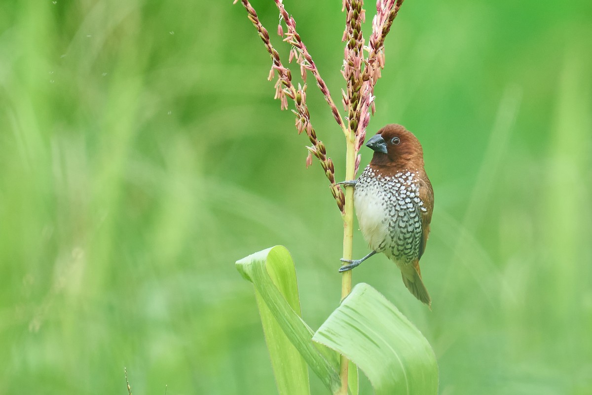 Scaly-breasted Munia - ML621463181