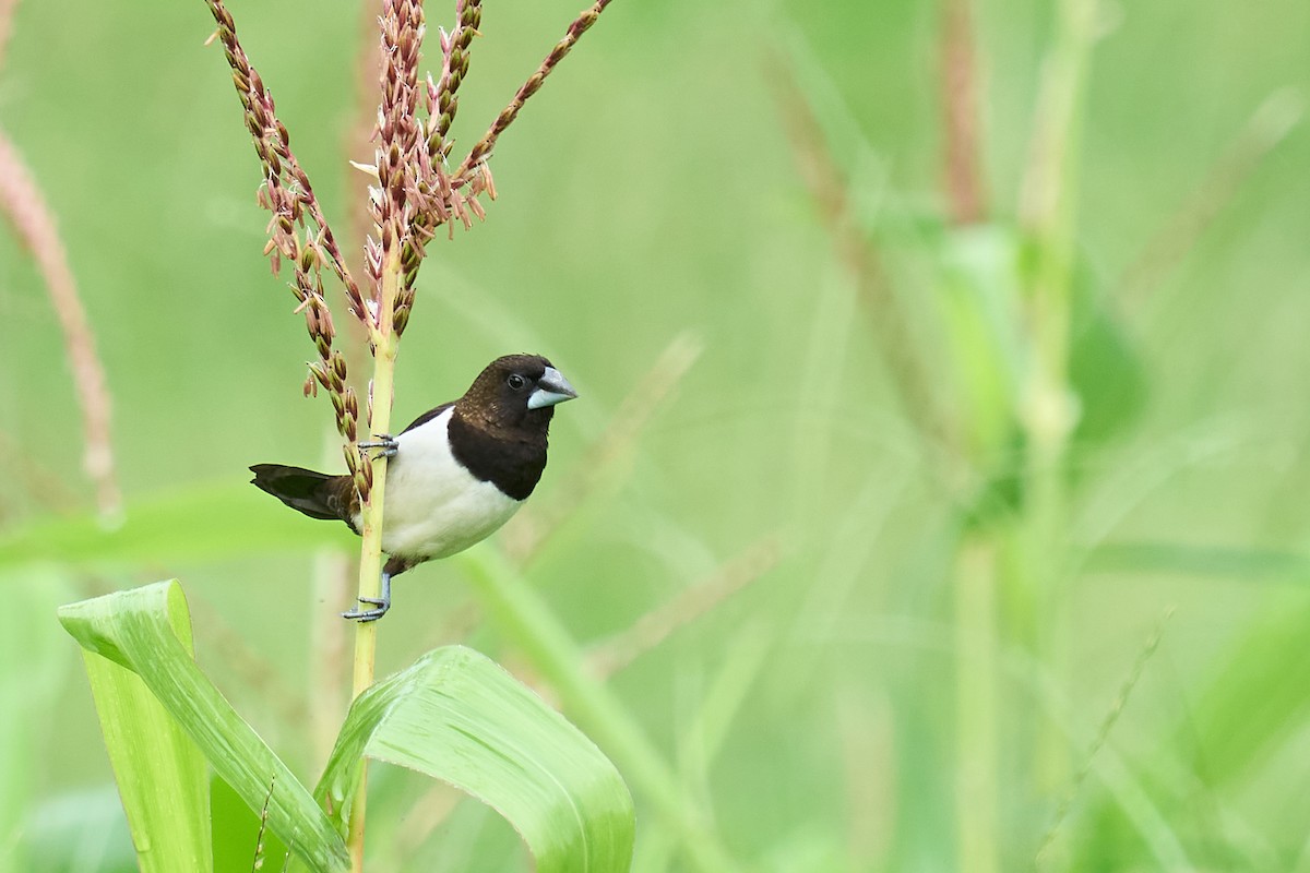 White-rumped Munia - ML621463182