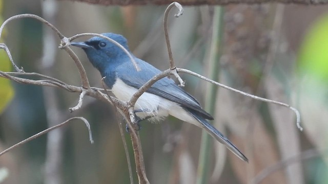 Leaden Flycatcher - ML621463184