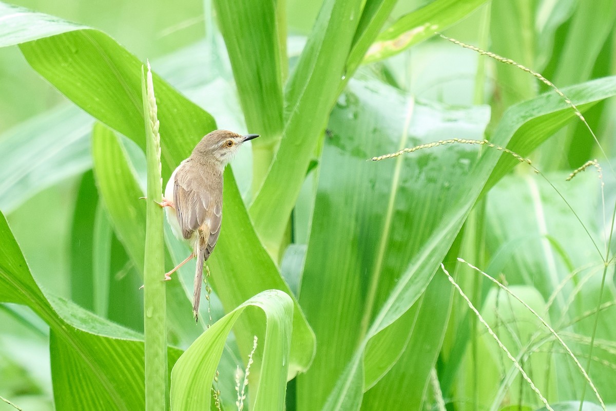 Plain Prinia - ML621463188