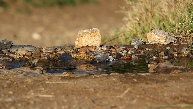 Western Rock Nuthatch - ML621463203