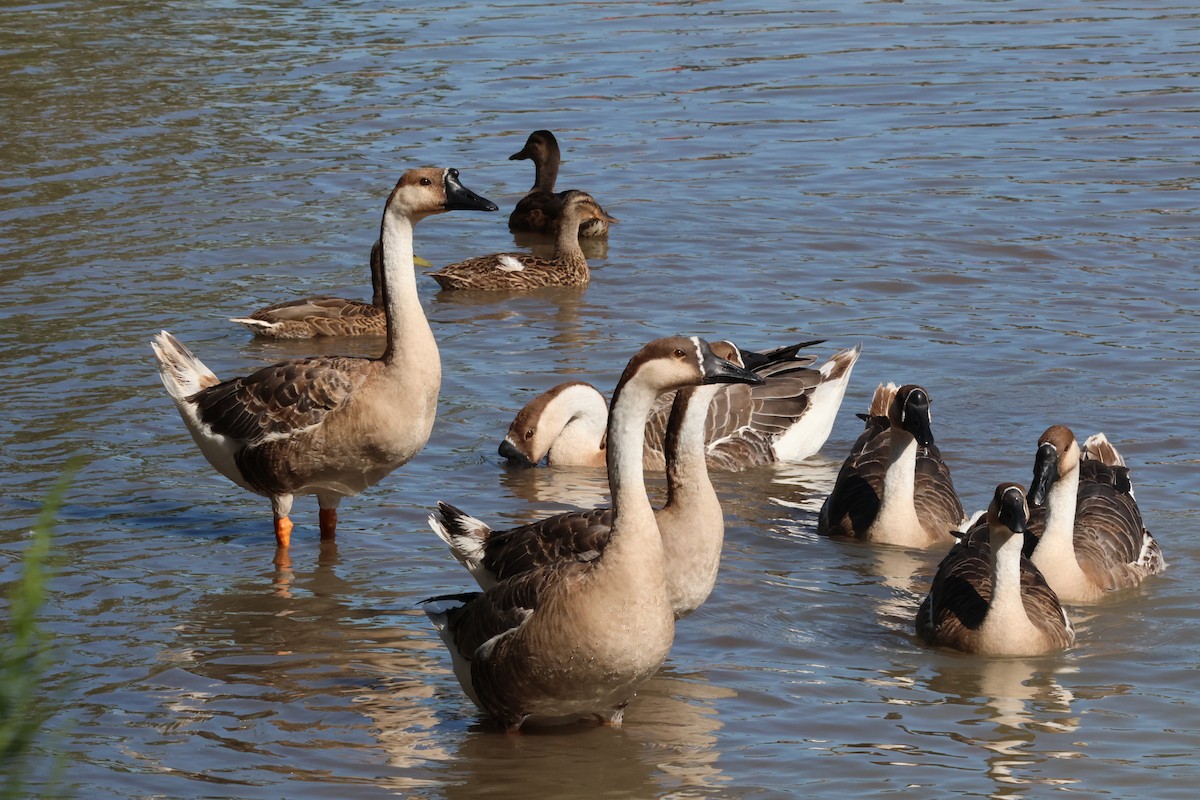 Swan Goose (Domestic type) - ML621463214