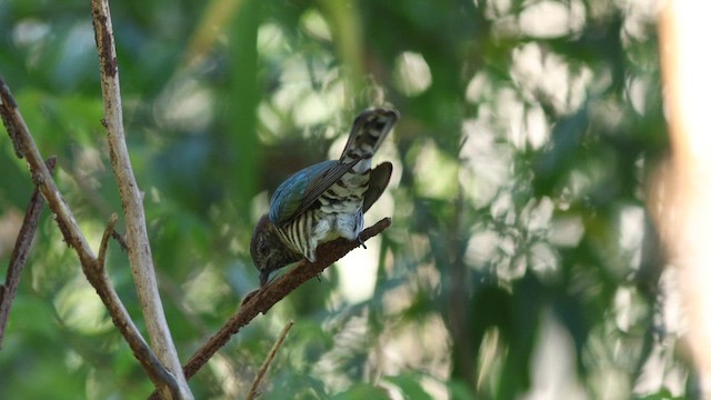 Shining Bronze-Cuckoo - ML621463217