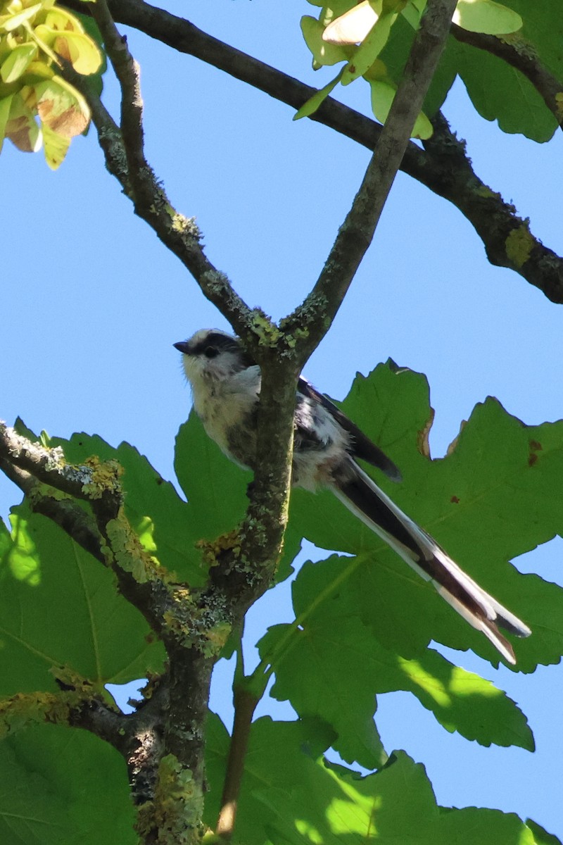 Long-tailed Tit - ML621463220