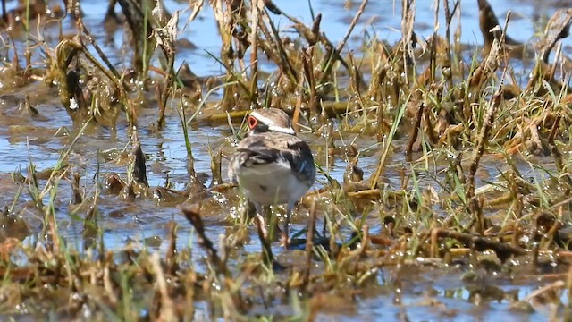 Black-fronted Dotterel - ML621463269