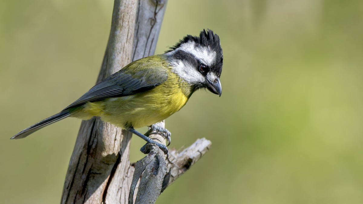 Eastern Shrike-tit - ML621463289