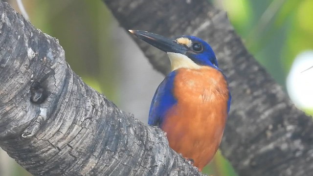 Azure Kingfisher - ML621463313