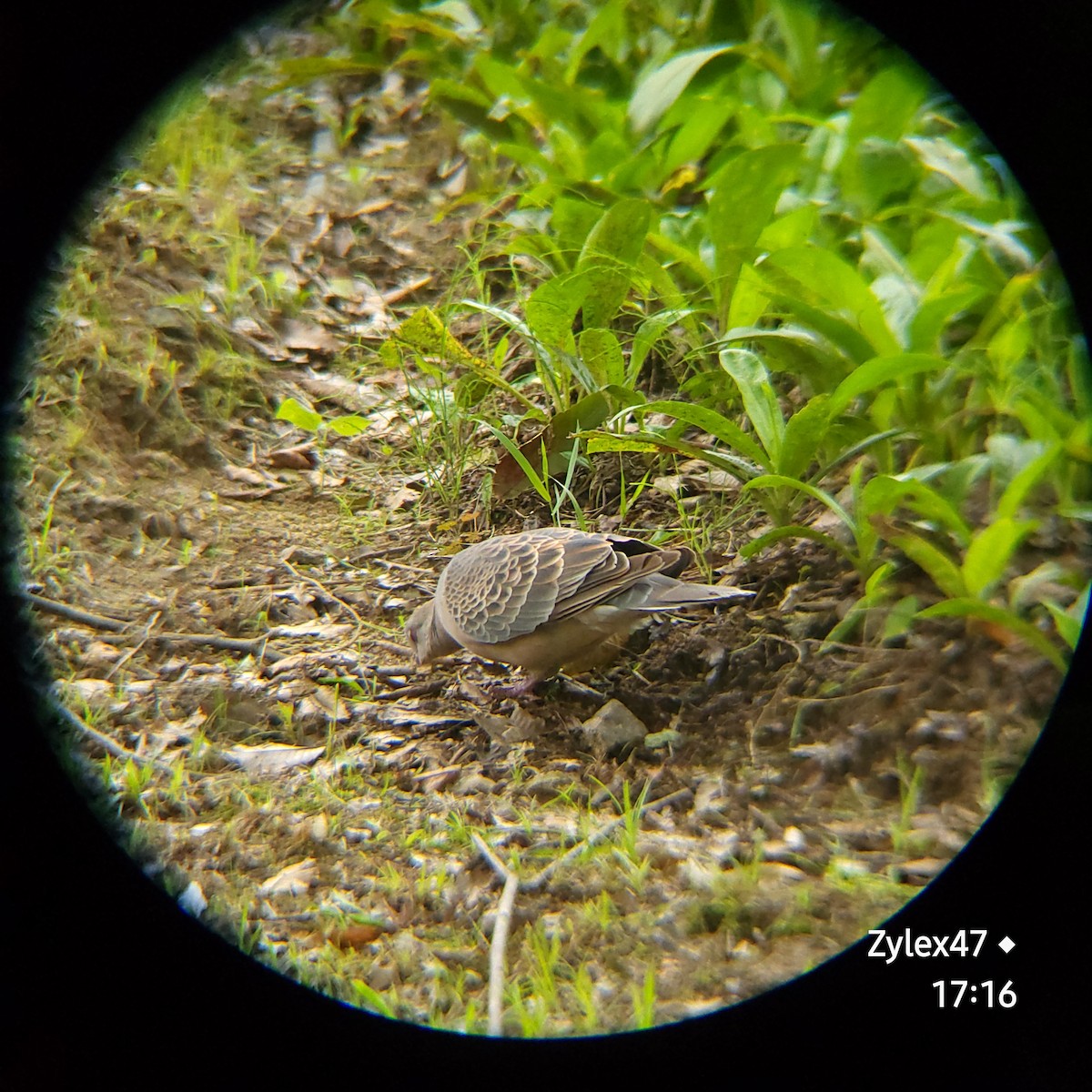 Oriental Turtle-Dove - ML621463320