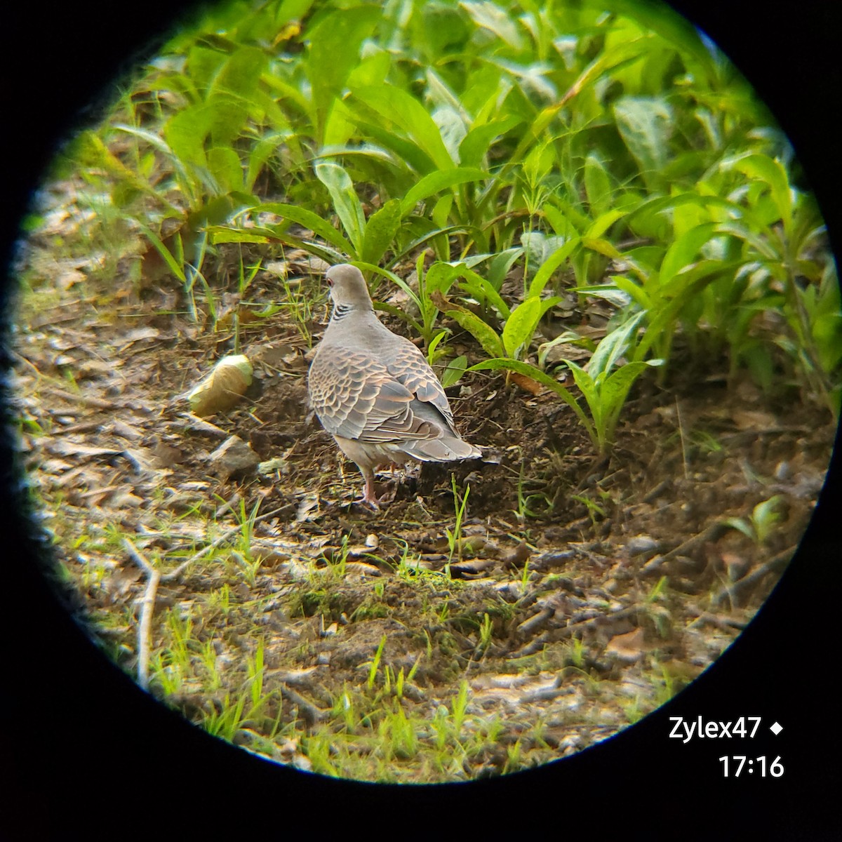 Oriental Turtle-Dove - ML621463321