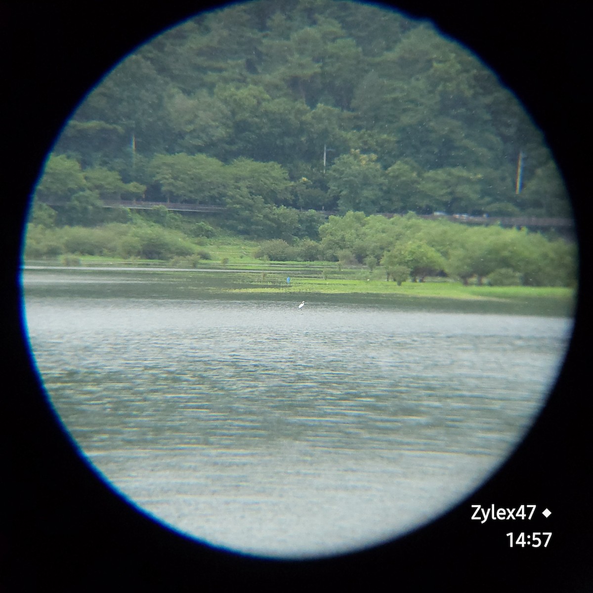 Great Egret - Dusky Thrush (Zylex47)