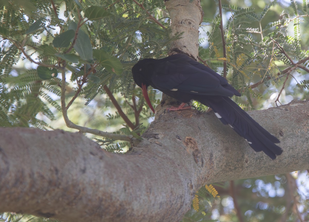 Green Woodhoopoe - Veikko Salo