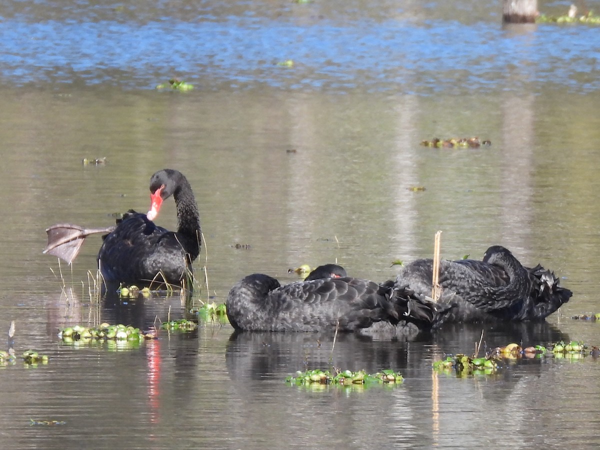 eBird Checklist - 14 Jul 2024 - Multi-use Trail--Seq Water Off Knehr Rd ...