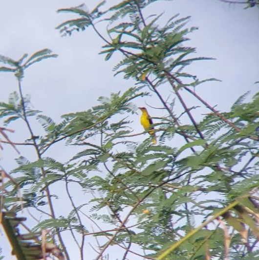 Black-naped Oriole - Danniella March Cañon