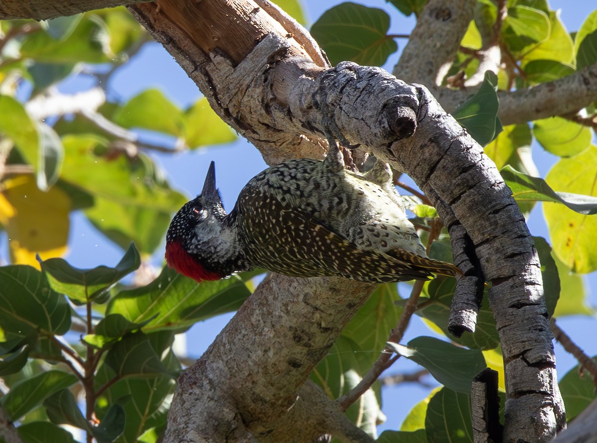 Golden-tailed Woodpecker - Veikko Salo