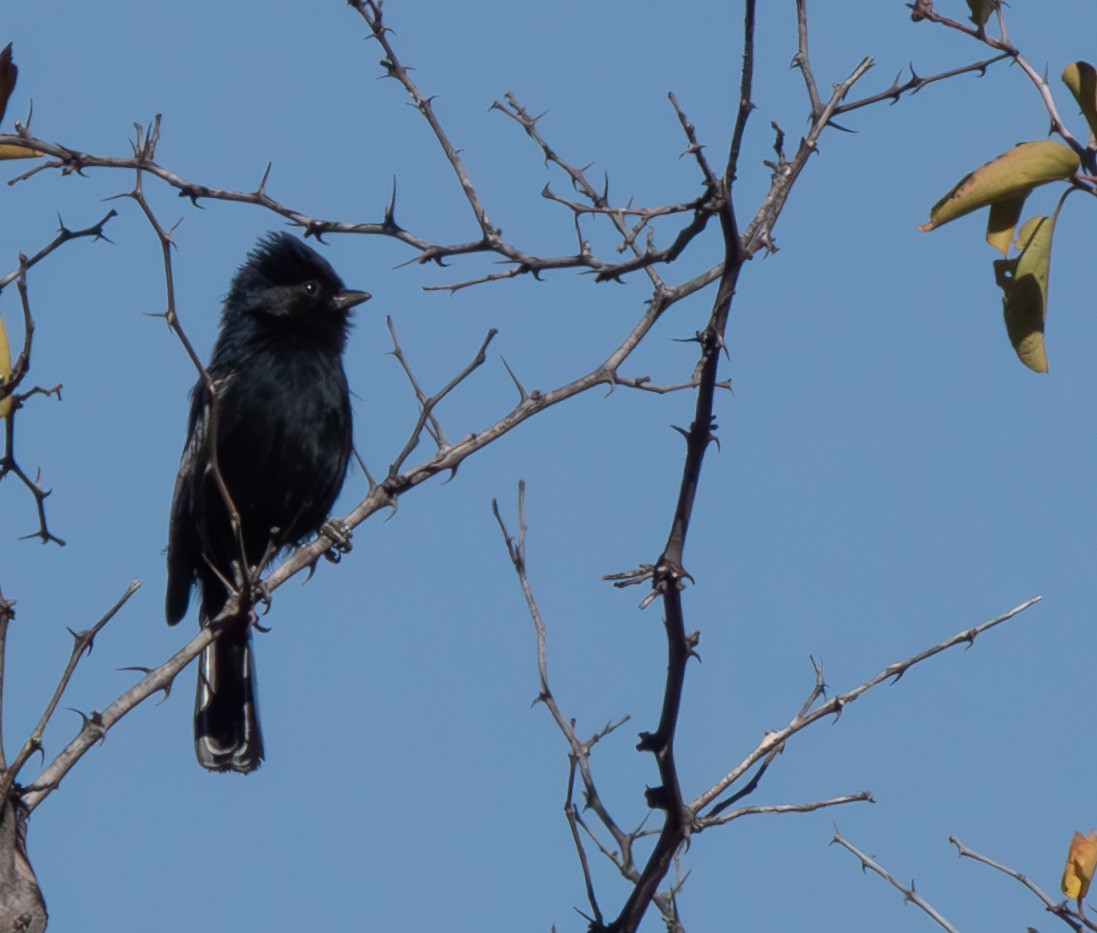 Carp's Tit - ML621464208