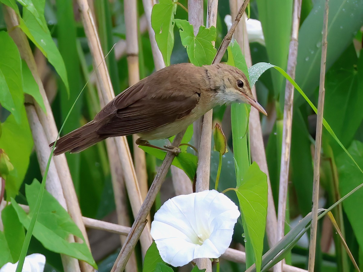 Teichrohrsänger - ML621464329