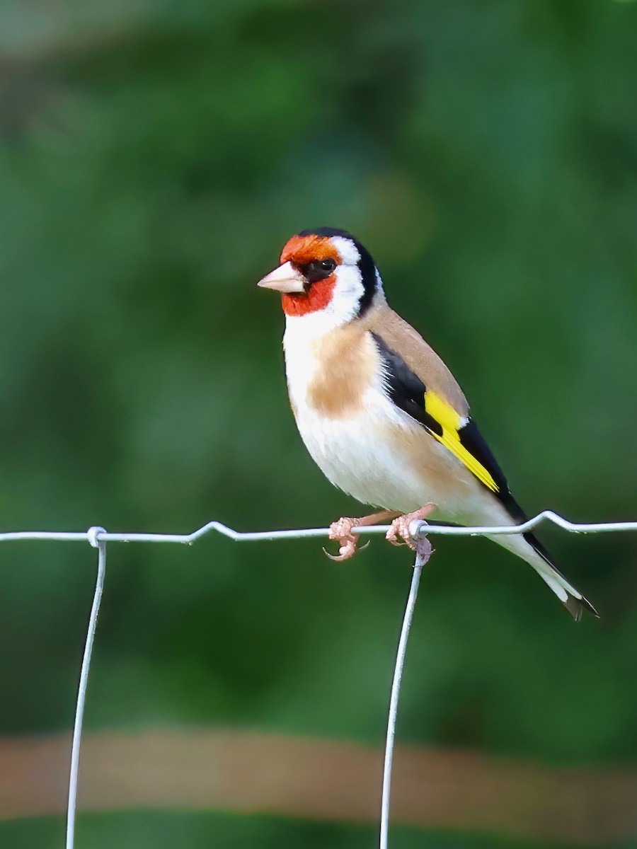 Stieglitz - ML621464333