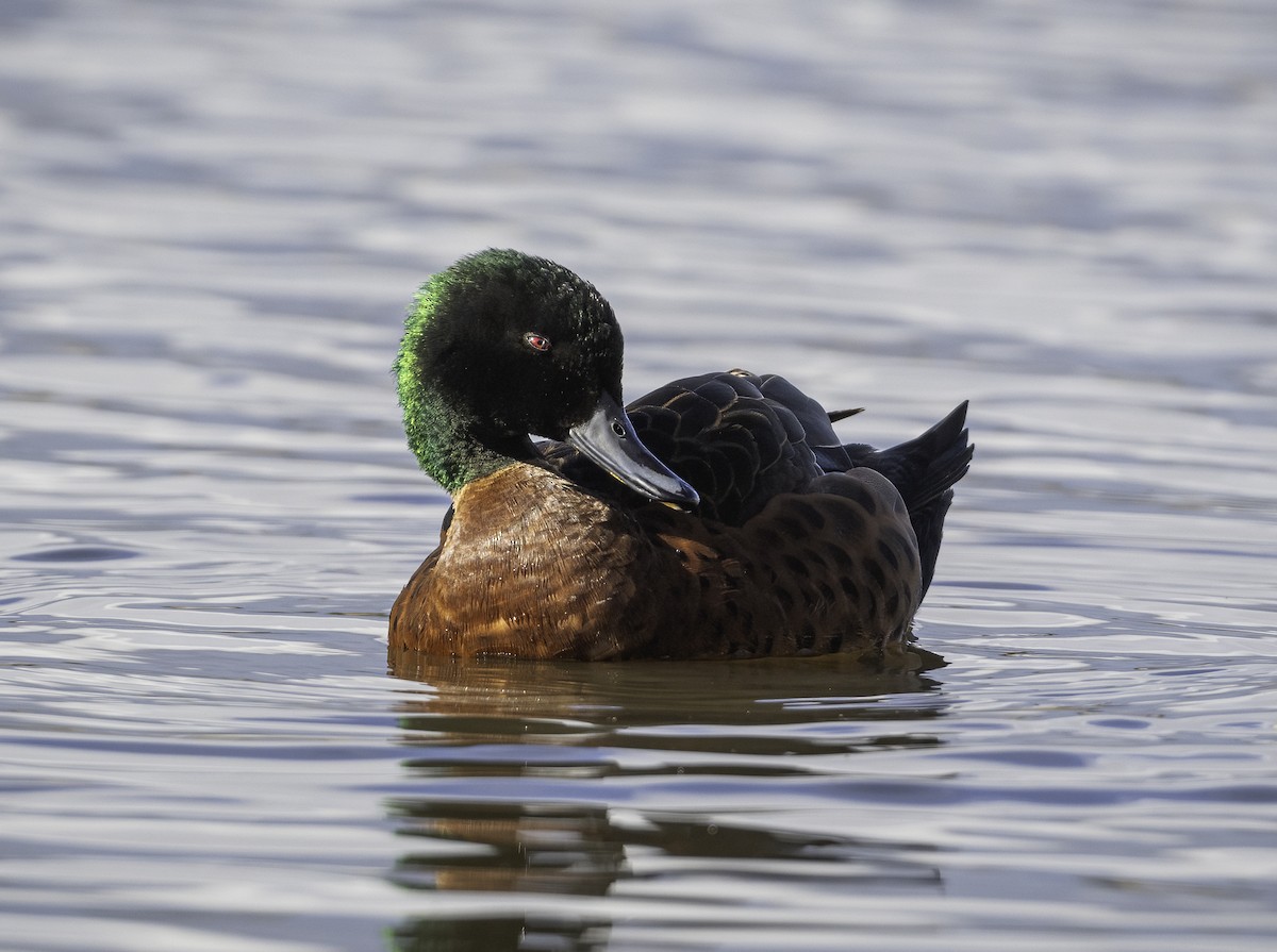 Chestnut Teal - ML621464334