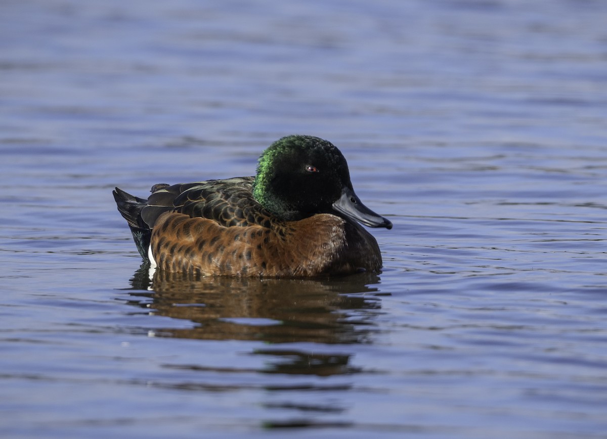 Chestnut Teal - ML621464336