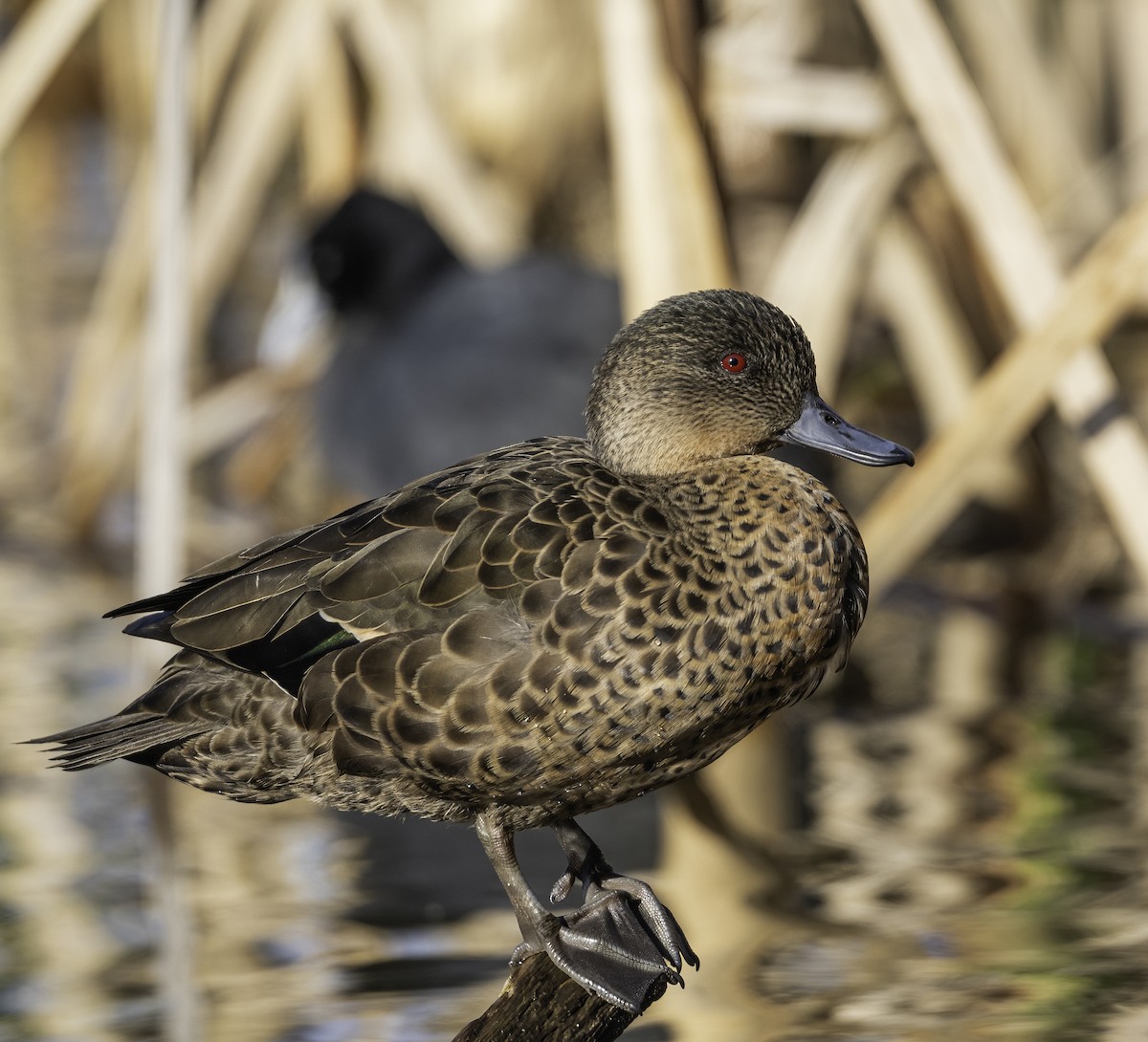 Chestnut Teal - ML621464339