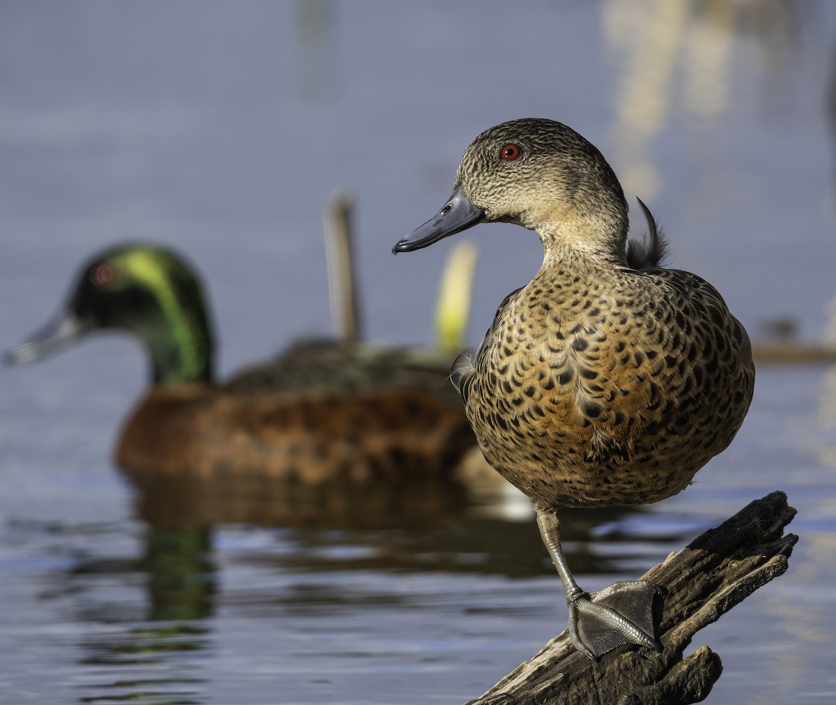 Chestnut Teal - ML621464340