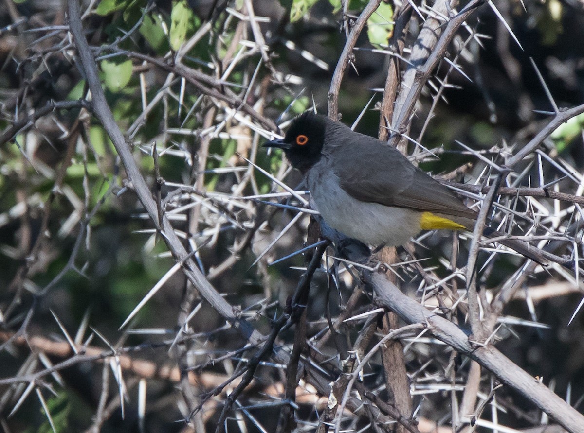 Black-fronted Bulbul - ML621464358