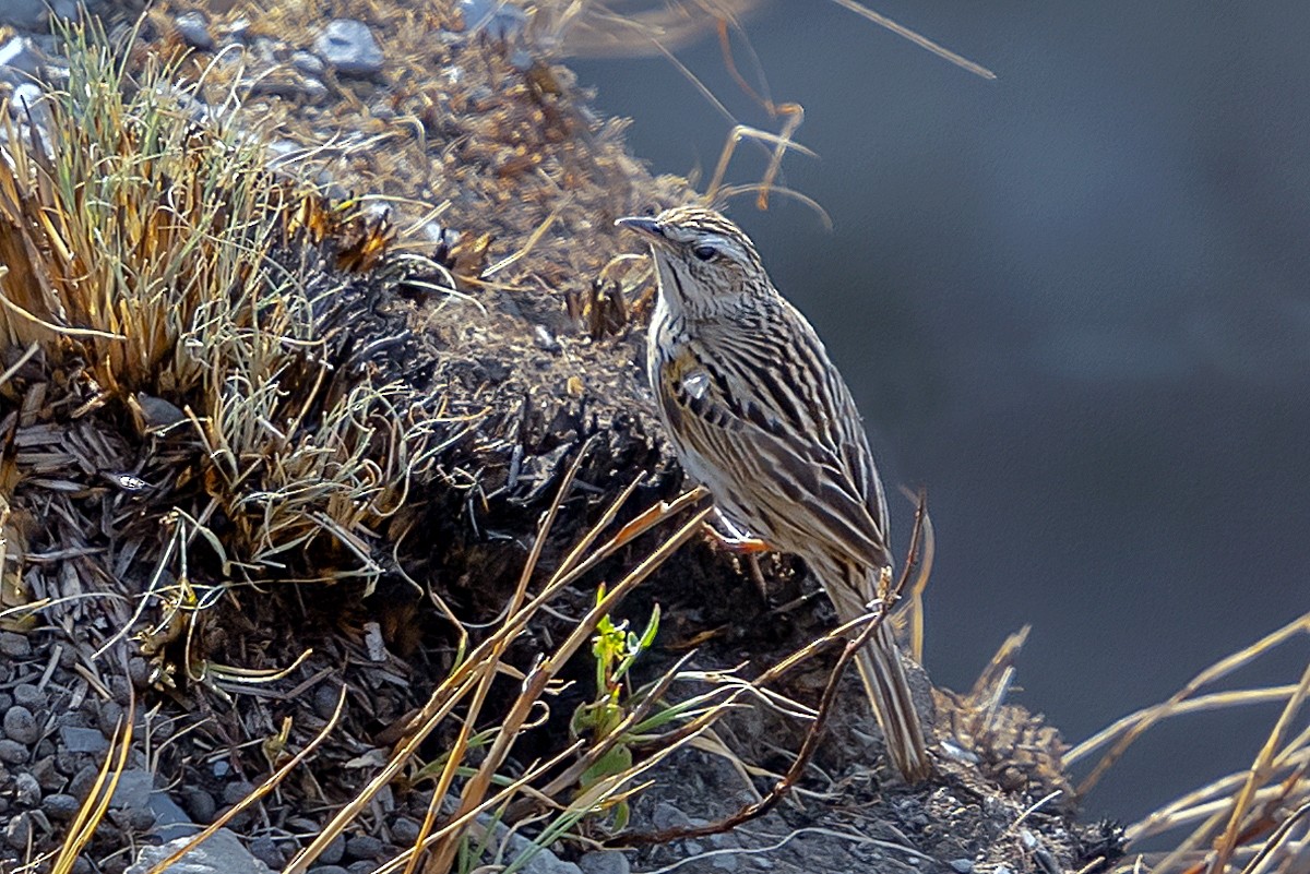 Upland Pipit - ML621464361