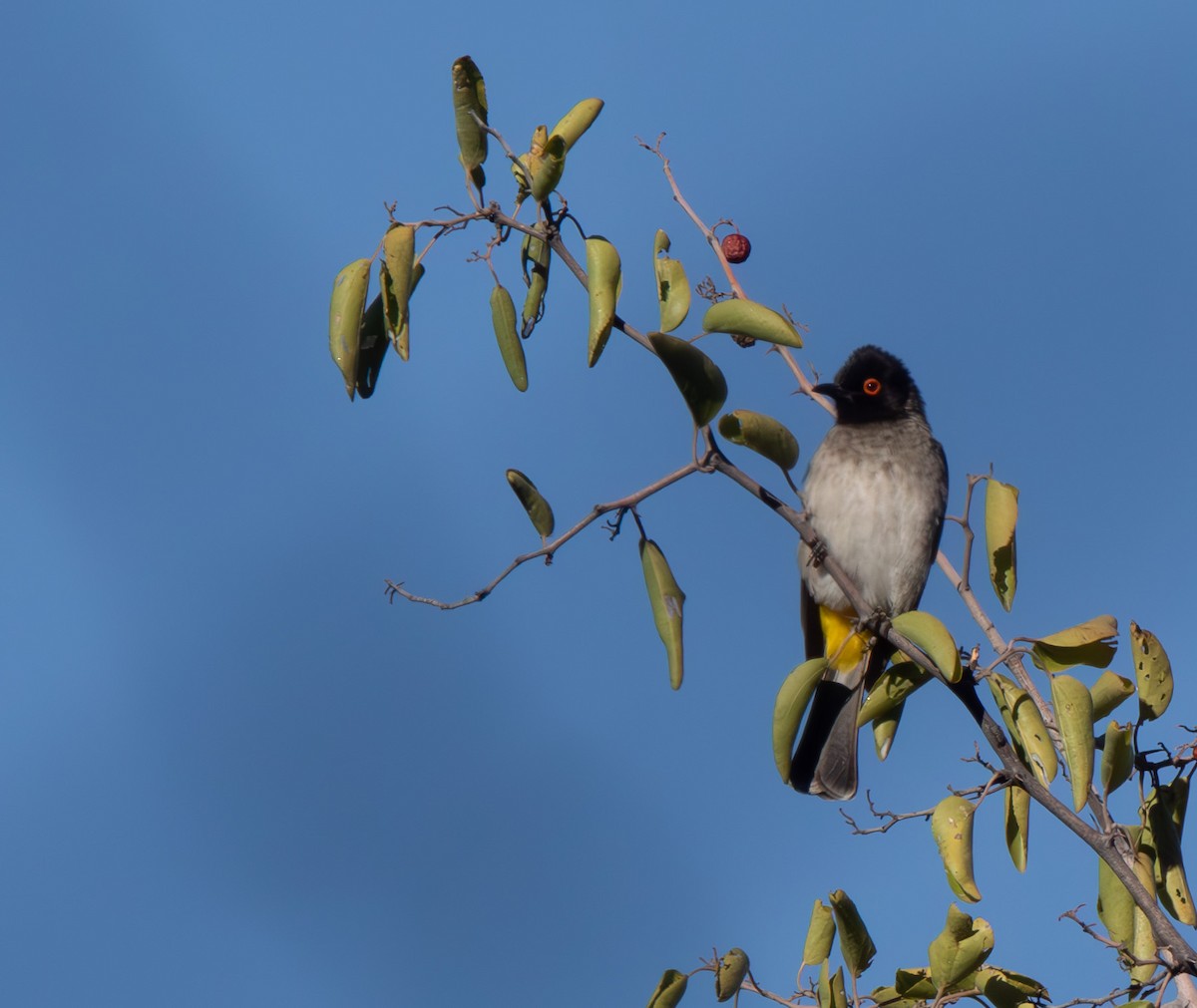 Black-fronted Bulbul - ML621464380