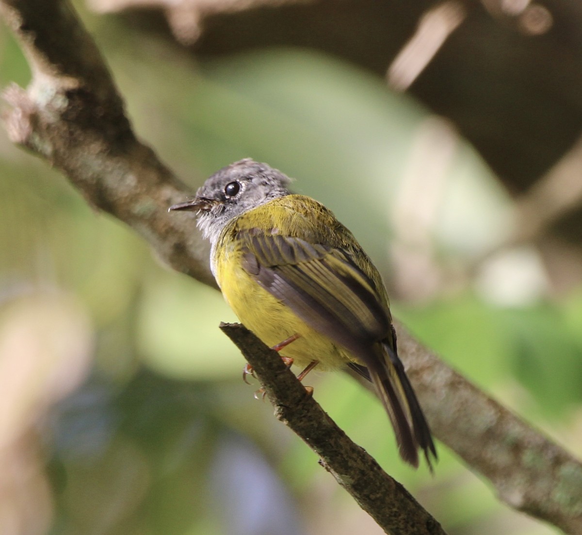 Gray-headed Canary-Flycatcher - ML621464501